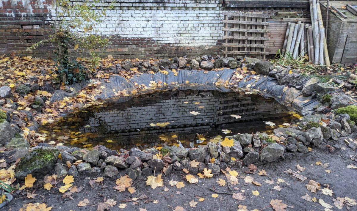 Gartenteich im Utopiastadtgarten